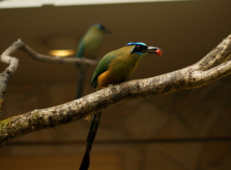 Amazonian motmot with food in his beak