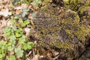 Old tree stump with green moss in spring forest. Natural background.