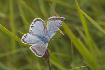 Male Chalkhill Blue butterfly at Rough Bank, Gloucestershire, England.