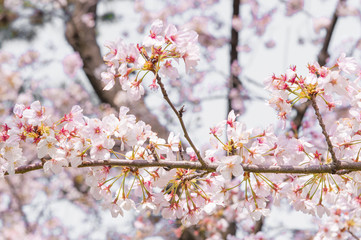 Sakura in the Okazaki park.Japan