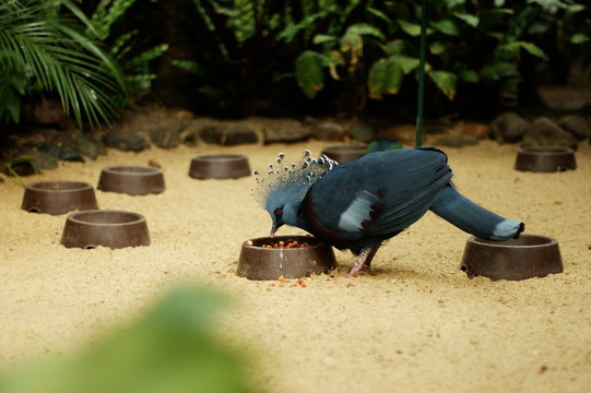 Victoria crowned pigeon at a feeding dish