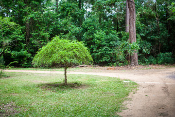 A weeping river birch in a park