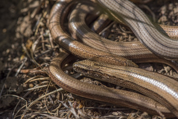 A Slow Worm at Rough Bank Nature Reserve, Gloucestershire, England.