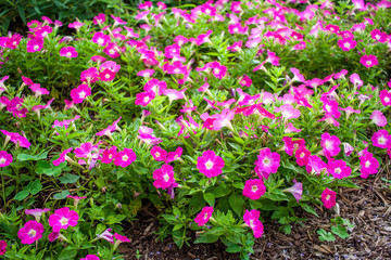 Fototapeta premium Bright pink petunias