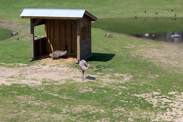 Obraz na płótnie Canvas Emus