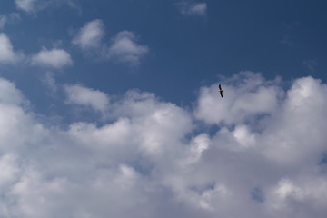 In the blue sky with clouds in the sky the Seagull soars.