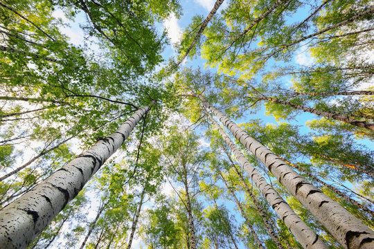 Fototapeta summer in sunny birch forest