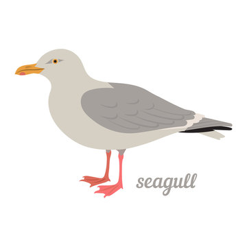Colorful illustration of seagull. Vector bird icon. Isolated on white background. Flat design.