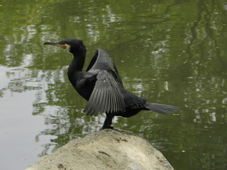 Cormoran