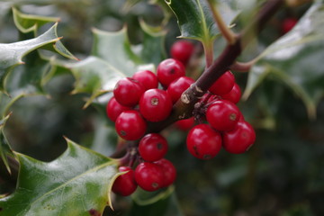 berry fruit