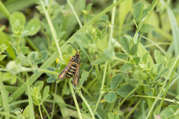 A female Six-belted Clearwing moth at Stockton Cutting, Warwickshire, England.