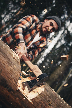 Serious lumberjack in a plaid ruach and hat is chopping a big tree with an ax