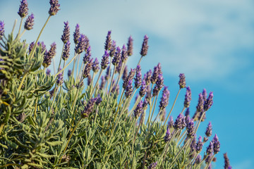 Lavender with Copy Space