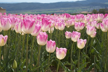 Champ de tulipes de couleur rose claire et blanche.