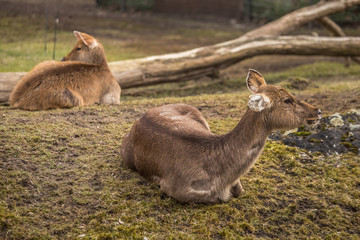 Two deers at zoo in Berlin
