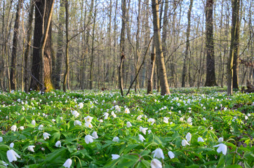 Spring forest meadow covered with flowering white anemones at sunset. Beautiful springtime scenery.