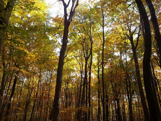 Fototapeta premium Paysages