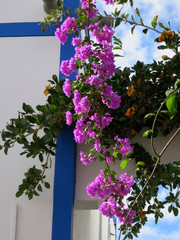 Drillingsblume, Bougainvillie, in der neuen Marina