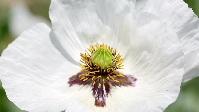 closeup of a Papaver somniferum (white poppy) wild flower 