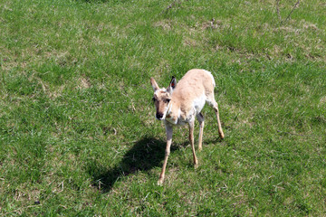 Deer