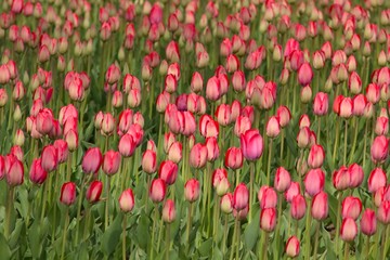 Red tulips