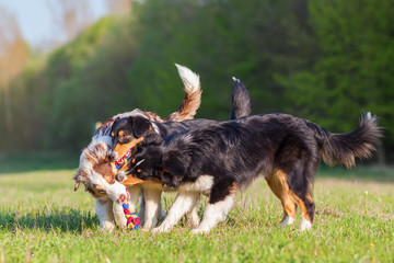 three Australian Shepherd dogs fighting for a toy