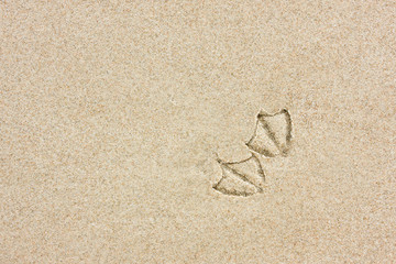 Fototapeta na wymiar bird's tracks on beach sand