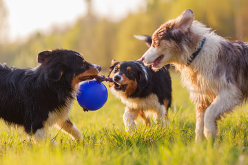 three Australian Shepherd dogs fighting for a ball