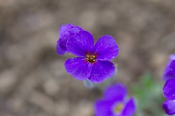  Phlox douglasii Lilac 