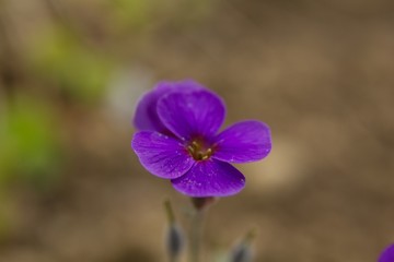  Phlox douglasii Lilac 