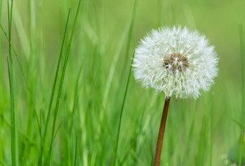 Fototapeta premium One dandelion in the green grass
