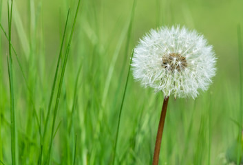 One dandelion in the green grass