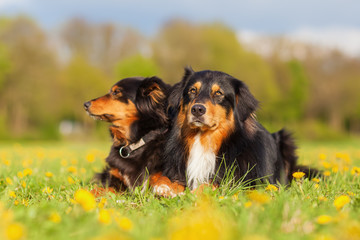 portrait of two Australian Shepherd dogs