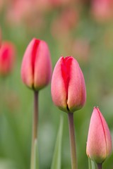 Fototapeta premium Red tulip