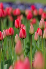 Fototapeta premium Red tulip