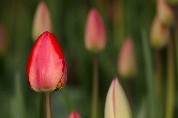Red tulip