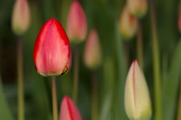 Red tulip