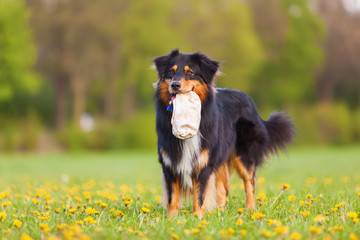 Fototapeta premium Australian Shepherd dog standing on the meadow