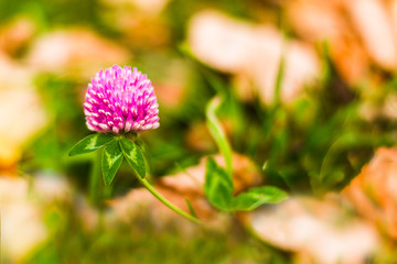 Pink clover flower among the green grass and autumn yellow foliage.