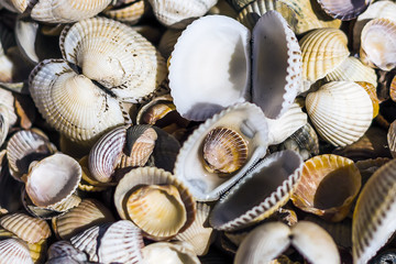 Shell beach. A large number of sea shells of different shapes.