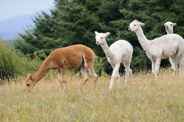 Obraz premium Four Llamas in Chile