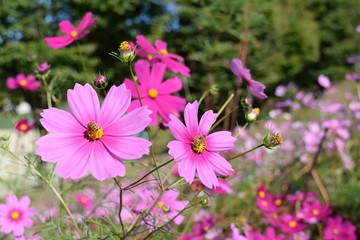 Fototapeta premium ミツバチとコスモス