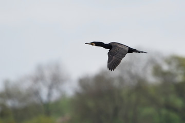 Cormorant, Phalacrocorax carbo
