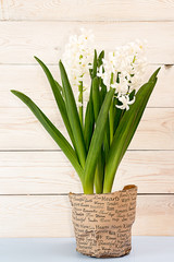 Flower white hyacinth in flowerpot on white wooden background