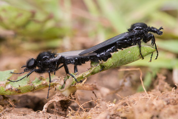St. Mark's Flies (Bibio marci) mating. Hairy black flies in the family Bibionidae in cop, aka hawthorn fly