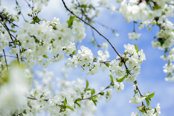 spring , sun, blue sky, the tree bloomed