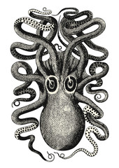 vintage animal engraving / drawing: octopus - vector design element