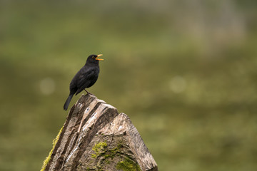 Blackbird (Turdus merula) male singing on tree. Male bird in family Turdidae, singing from high position in the evening, with beak open and tongue visible