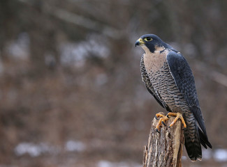 A Peregrine Falcon (Falco peregrinus) perched on a stump.  These birds are the fastest animals in the world..