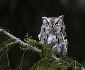 A Gray Morph of an Eastern Screech Owl (Megascops asio) sitting on spruce tree branch..
